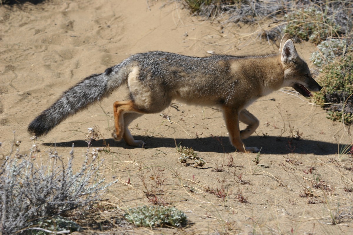 Animals - ML652716231