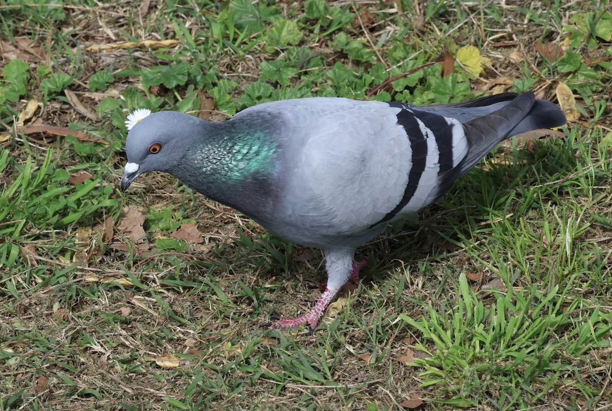 Paloma Bravía - ML652716255