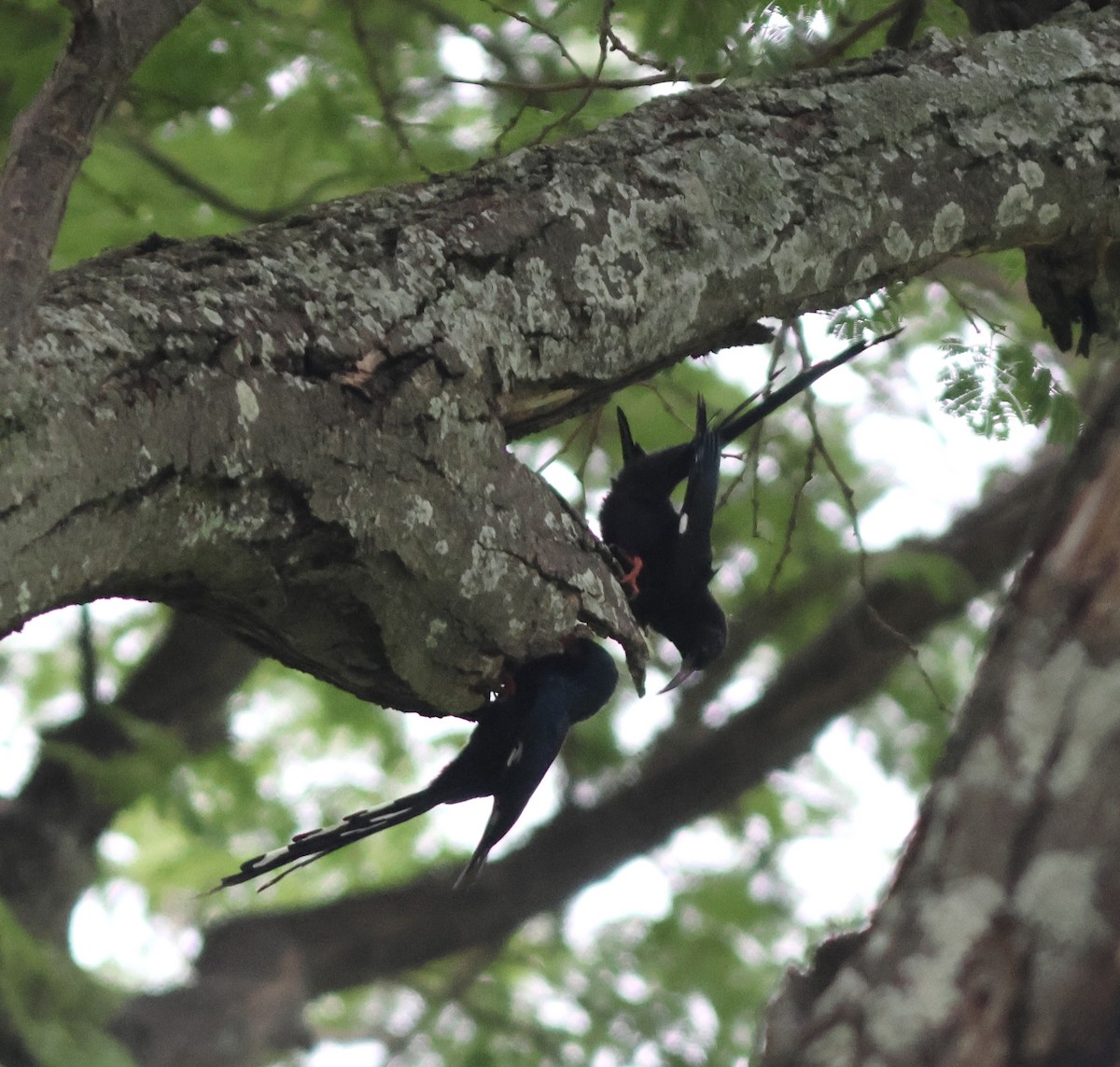 Green Woodhoopoe - ML652716295