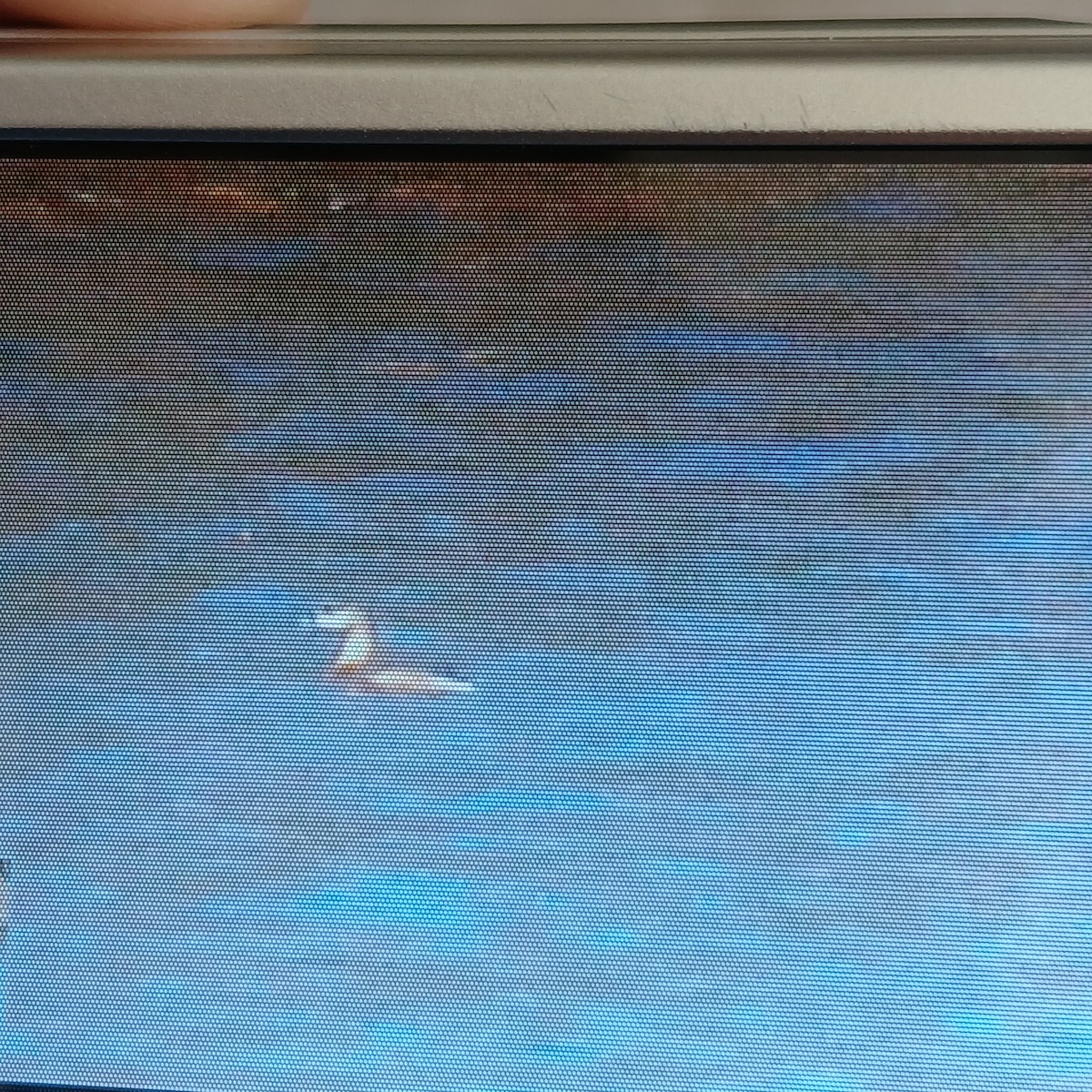 Pied-billed Grebe - ML652716970