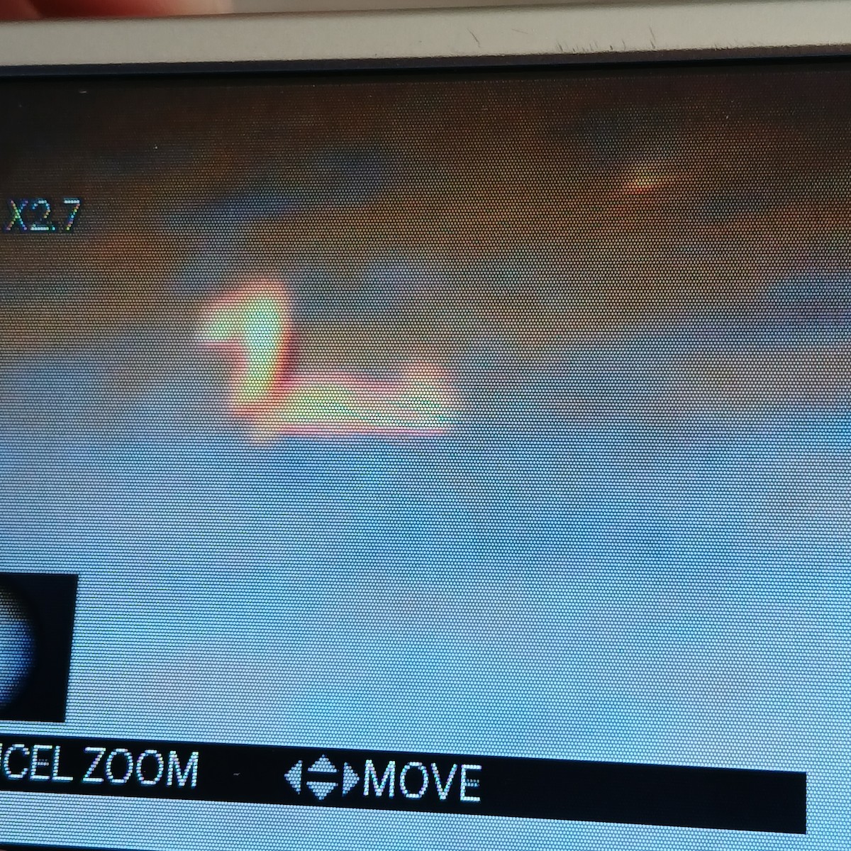 Pied-billed Grebe - ML652716995