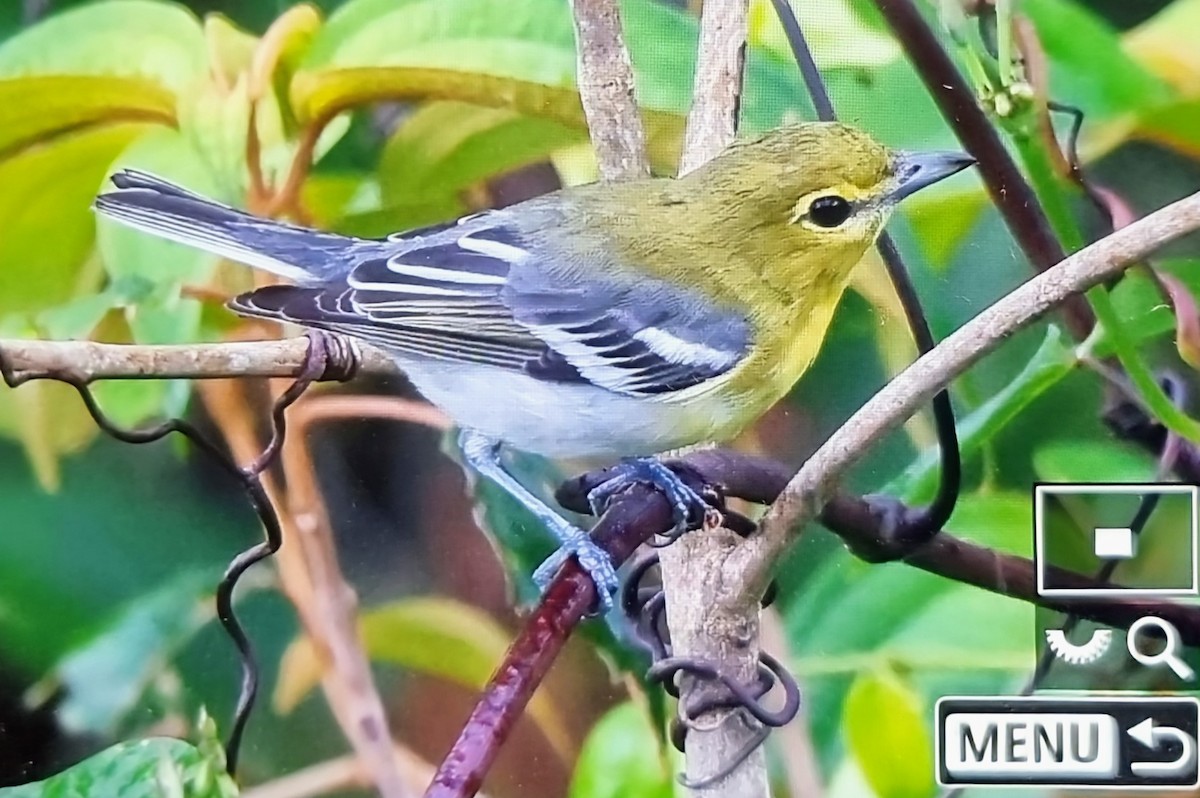 キノドモズモドキ - ML652717012