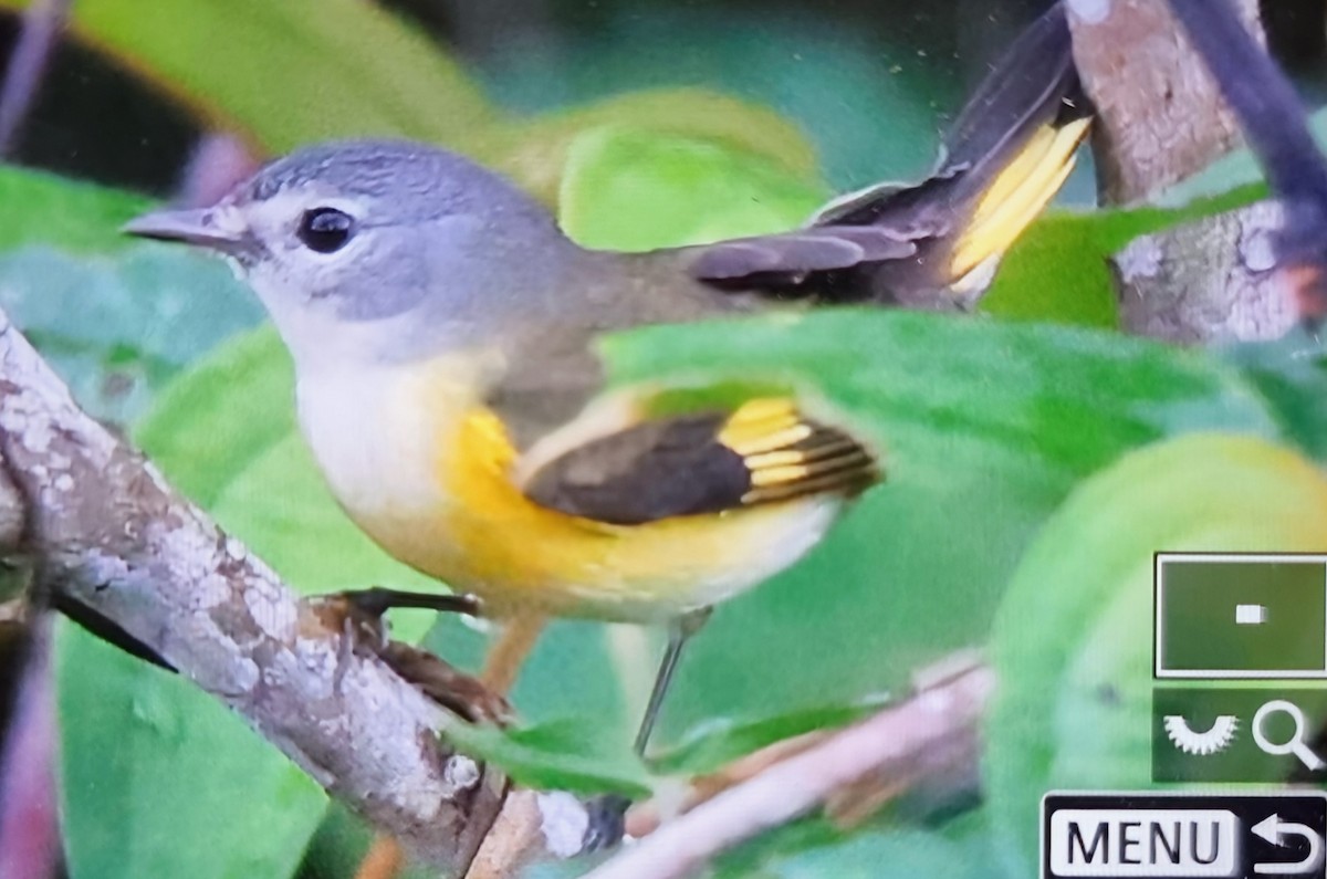 ハゴロモムシクイ - ML652717023