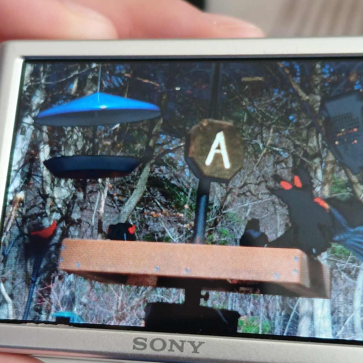 Red-winged Blackbird - ML652717047