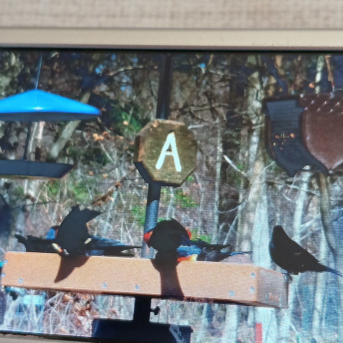 Red-winged Blackbird - ML652717061