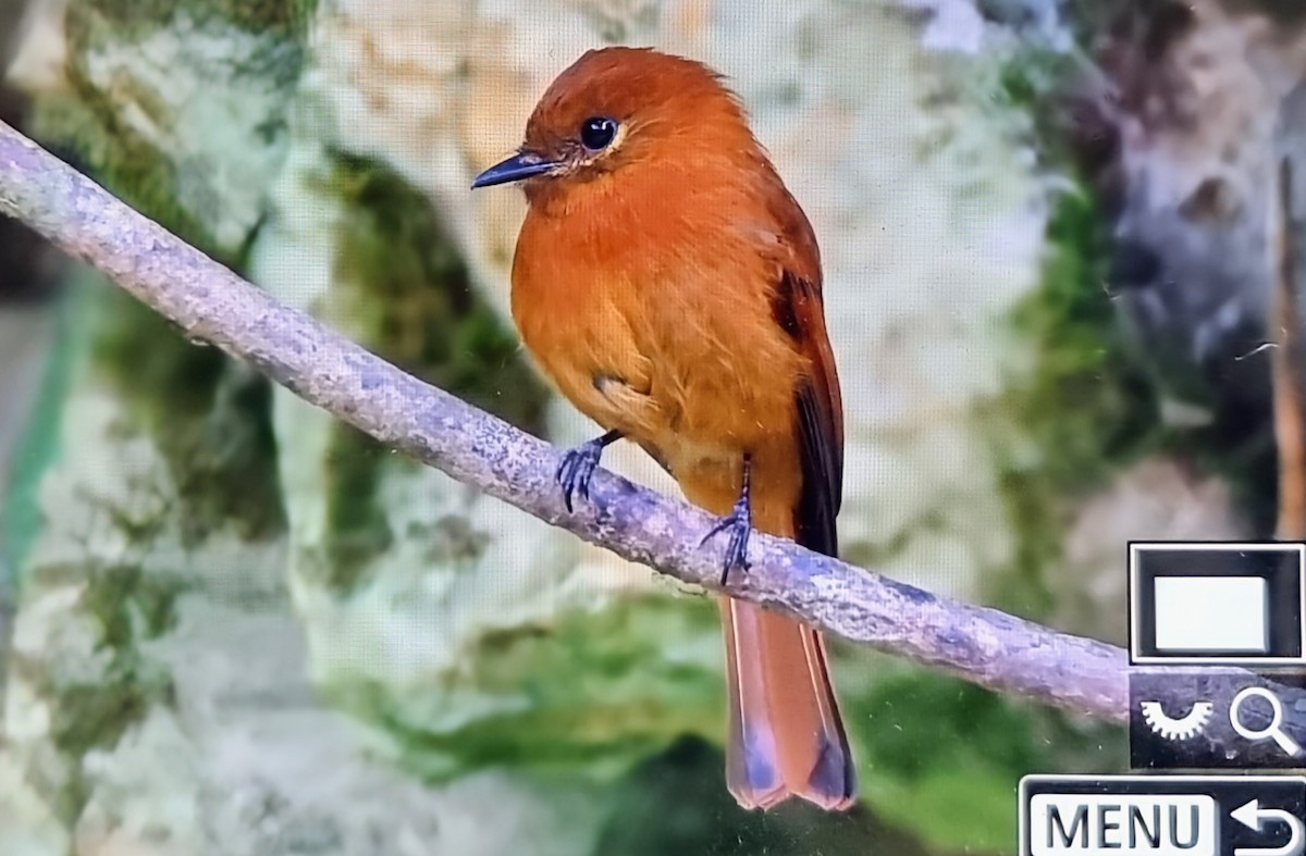 ニッケイハエトリ（assimilis） - ML652717072