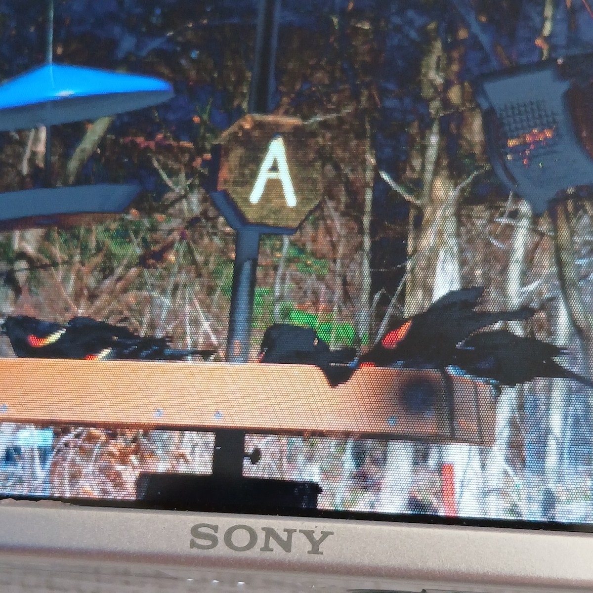 Red-winged Blackbird - ML652717081