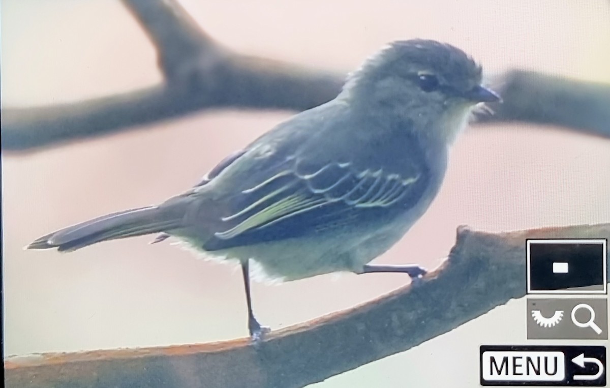 キマユコタイランチョウ（minimus／cumanensis） - ML652717120