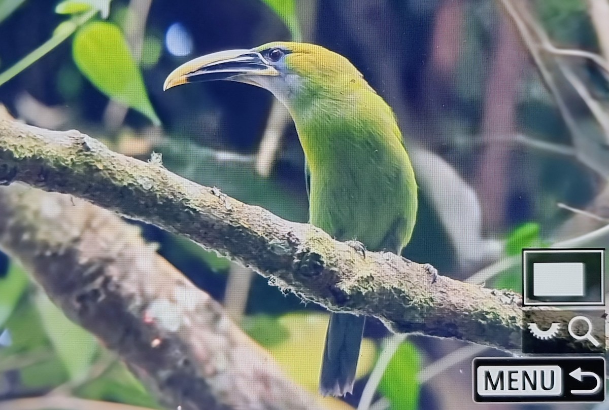 ミネアカミドリチュウハシ（calorhynchus） - ML652717164