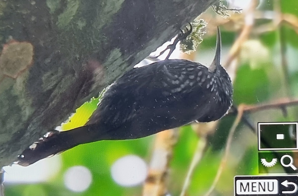 ミヤマオニキバシリ - ML652717166