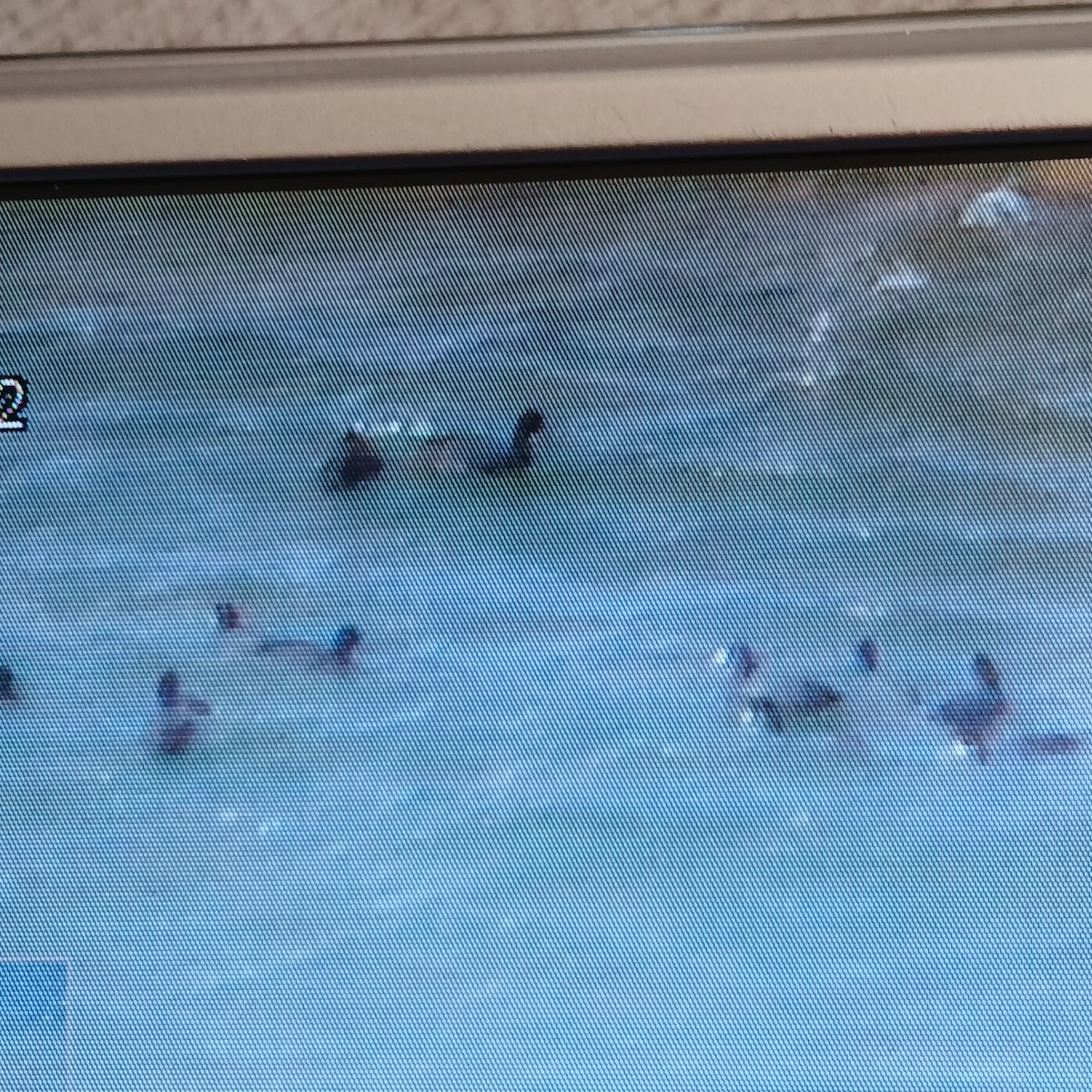 American Coot - ML652717175