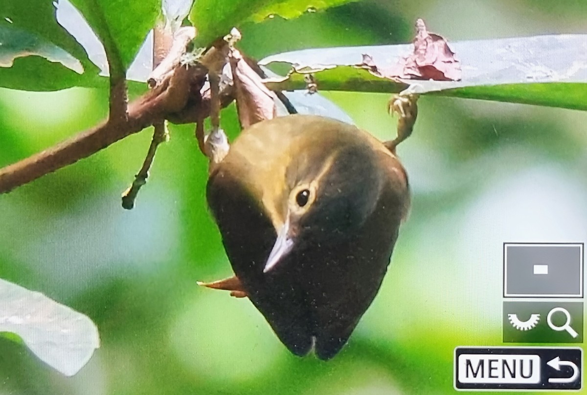 ミヤママユカマドドリ - ML652717177