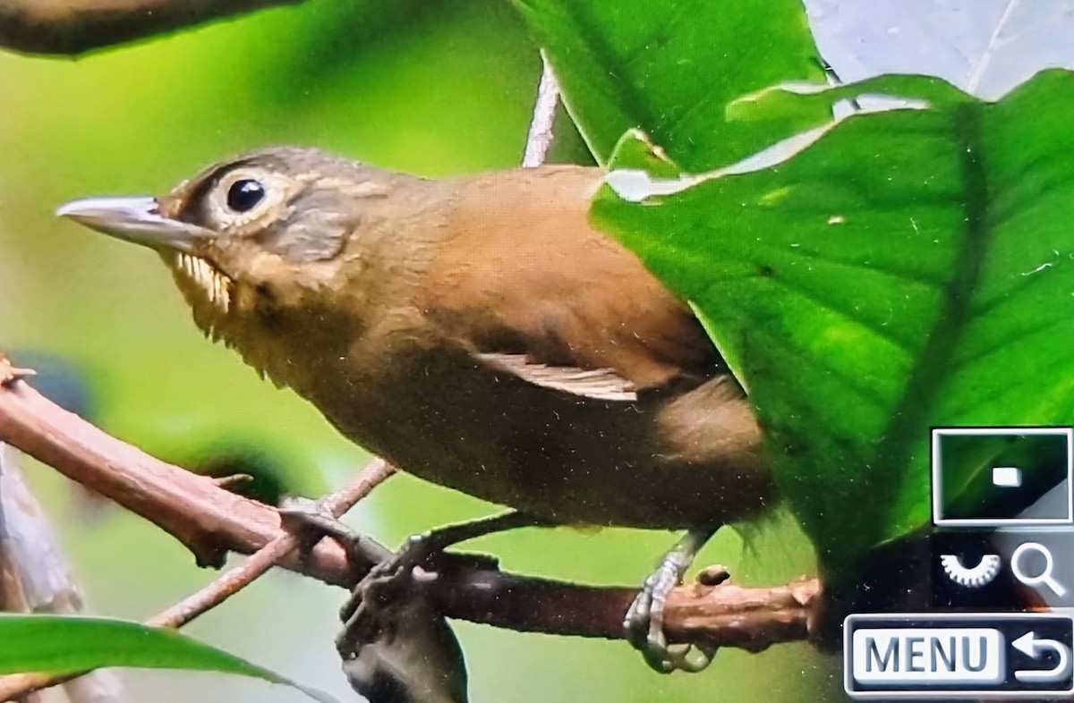 ミヤママユカマドドリ - ML652717182