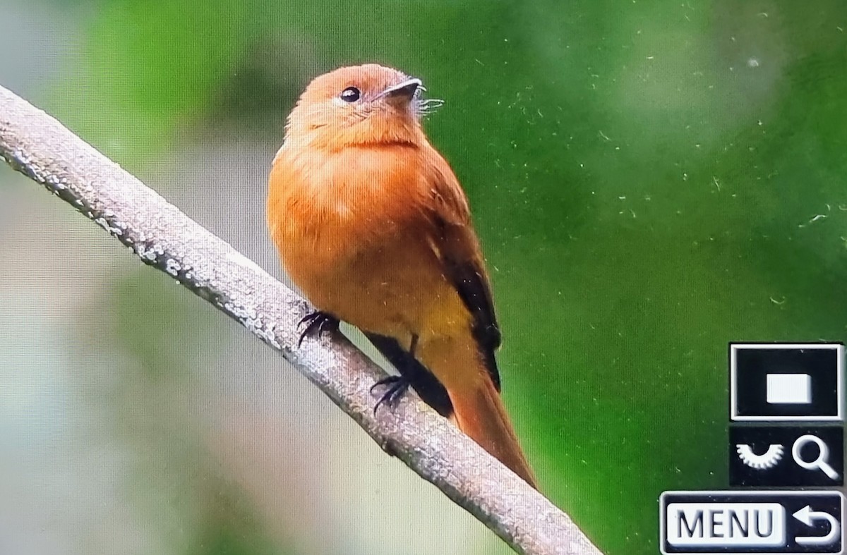 ニッケイハエトリ（assimilis） - ML652717192