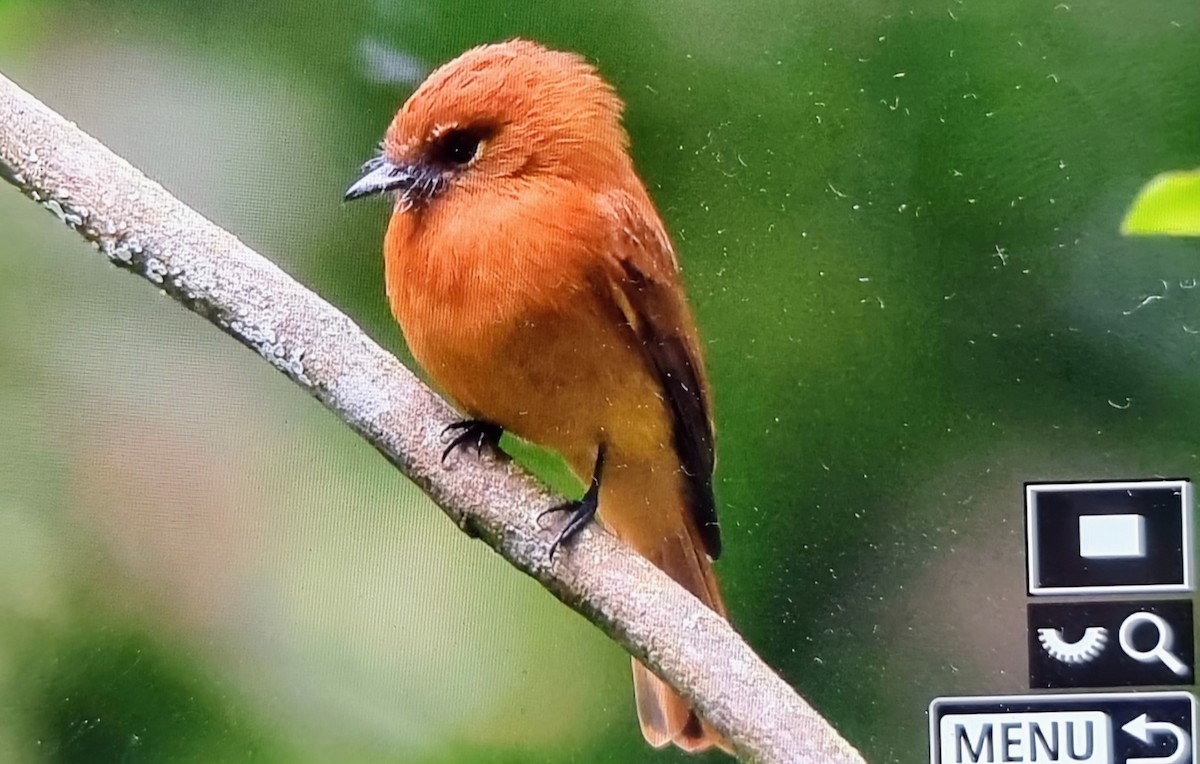 ニッケイハエトリ（assimilis） - ML652717214