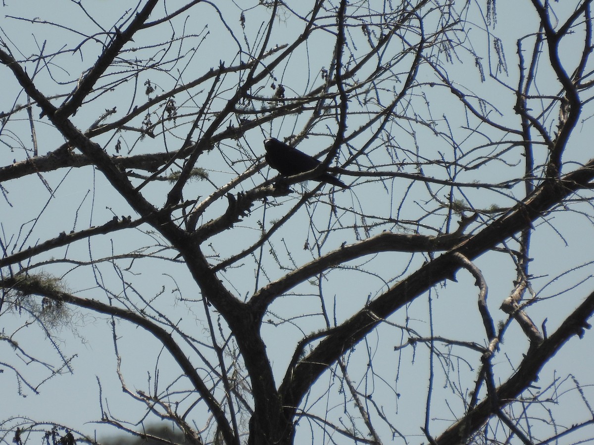 Fish Crow - ML652717230