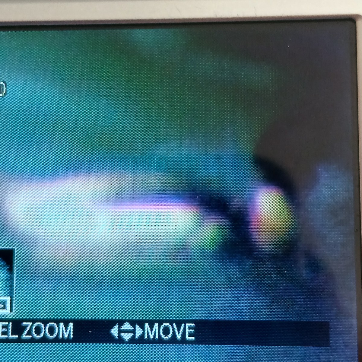 Smergo minore - ML652717252