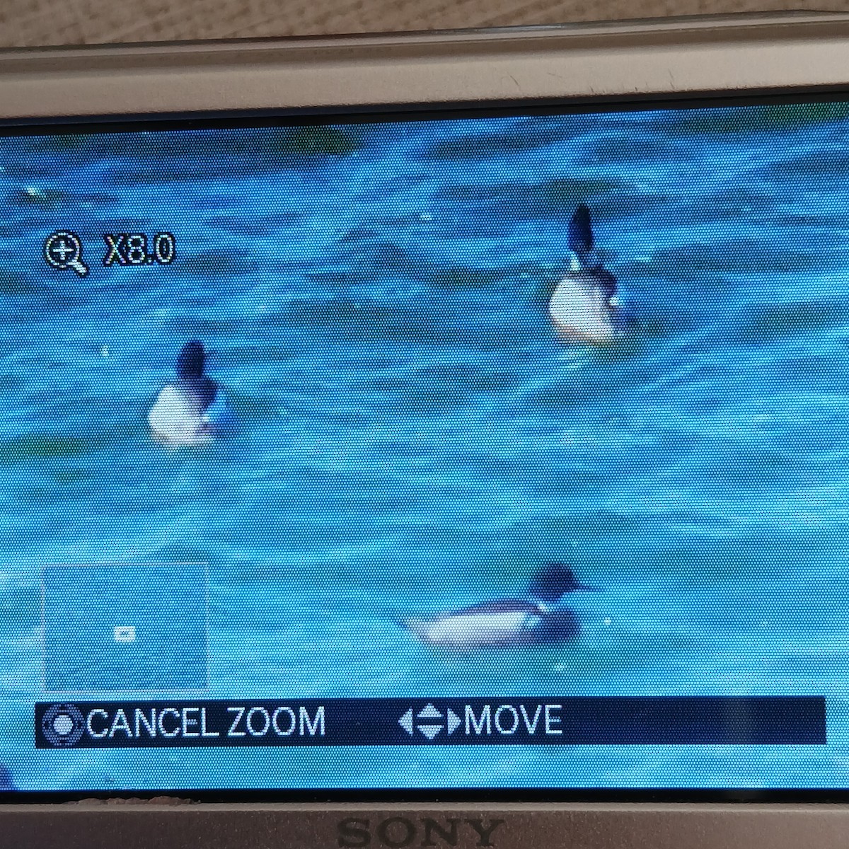 Smergo minore - ML652717279