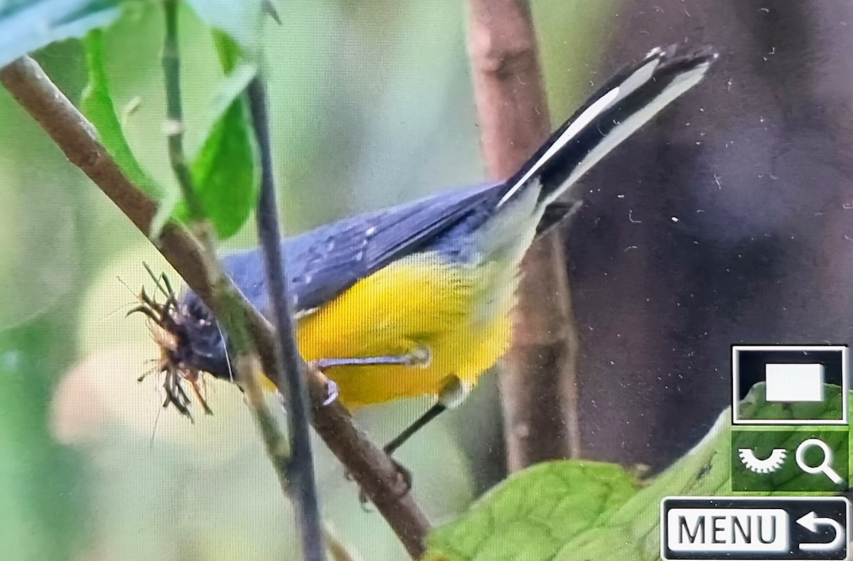 ベニイタダキアメリカムシクイ - ML652717288