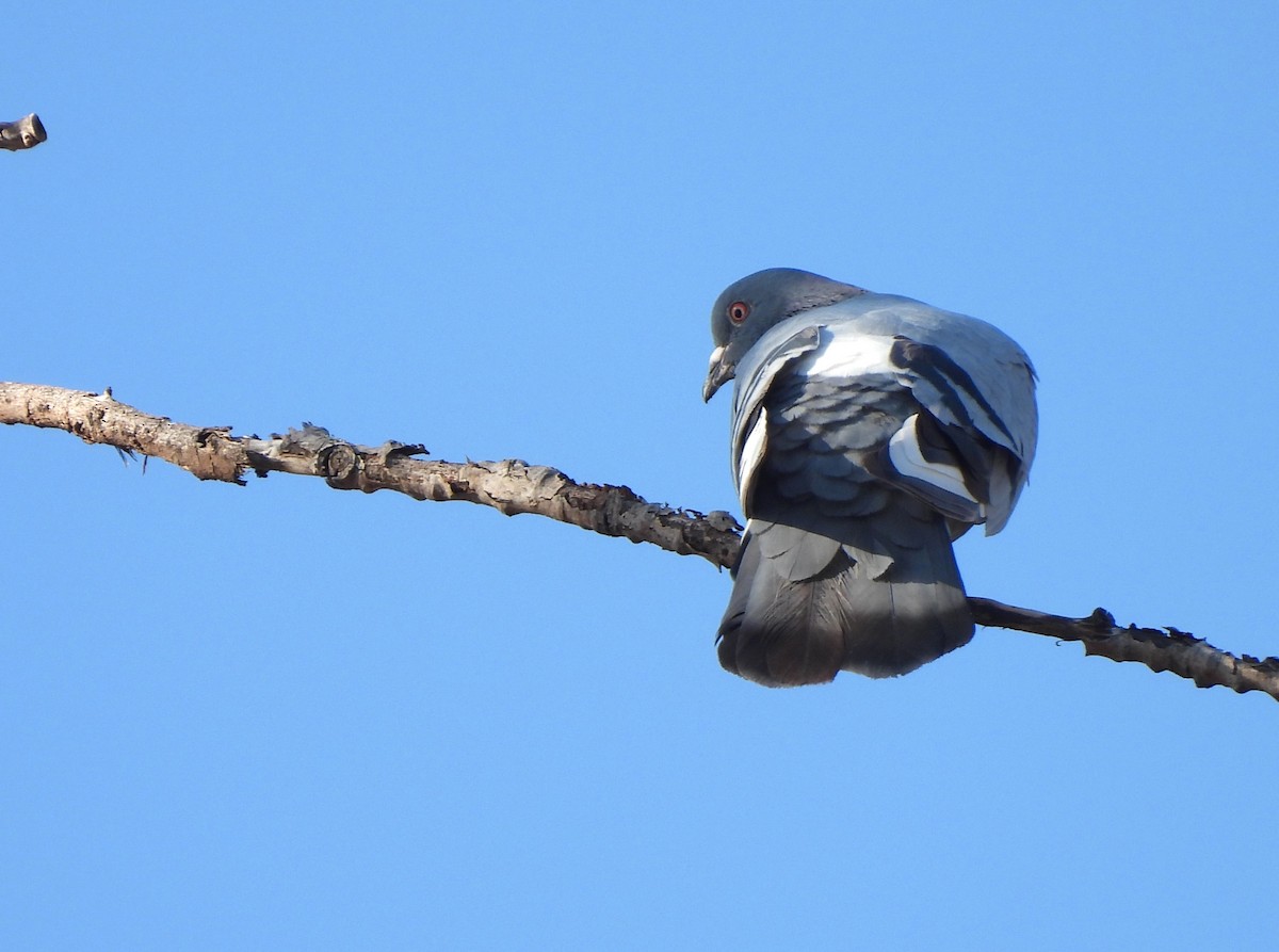 Paloma Bravía (variedad doméstica) - ML652717311