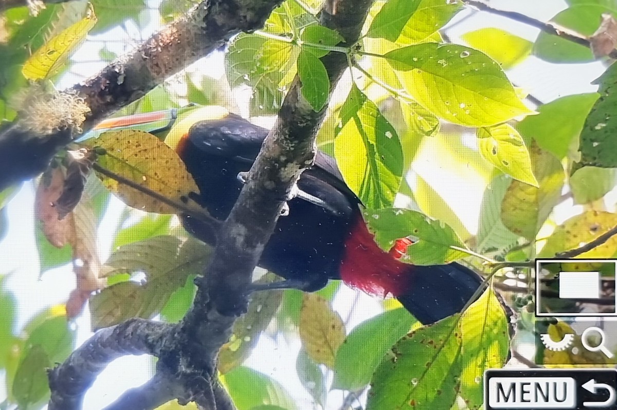 サンショクキムネオオハシ - ML652717320