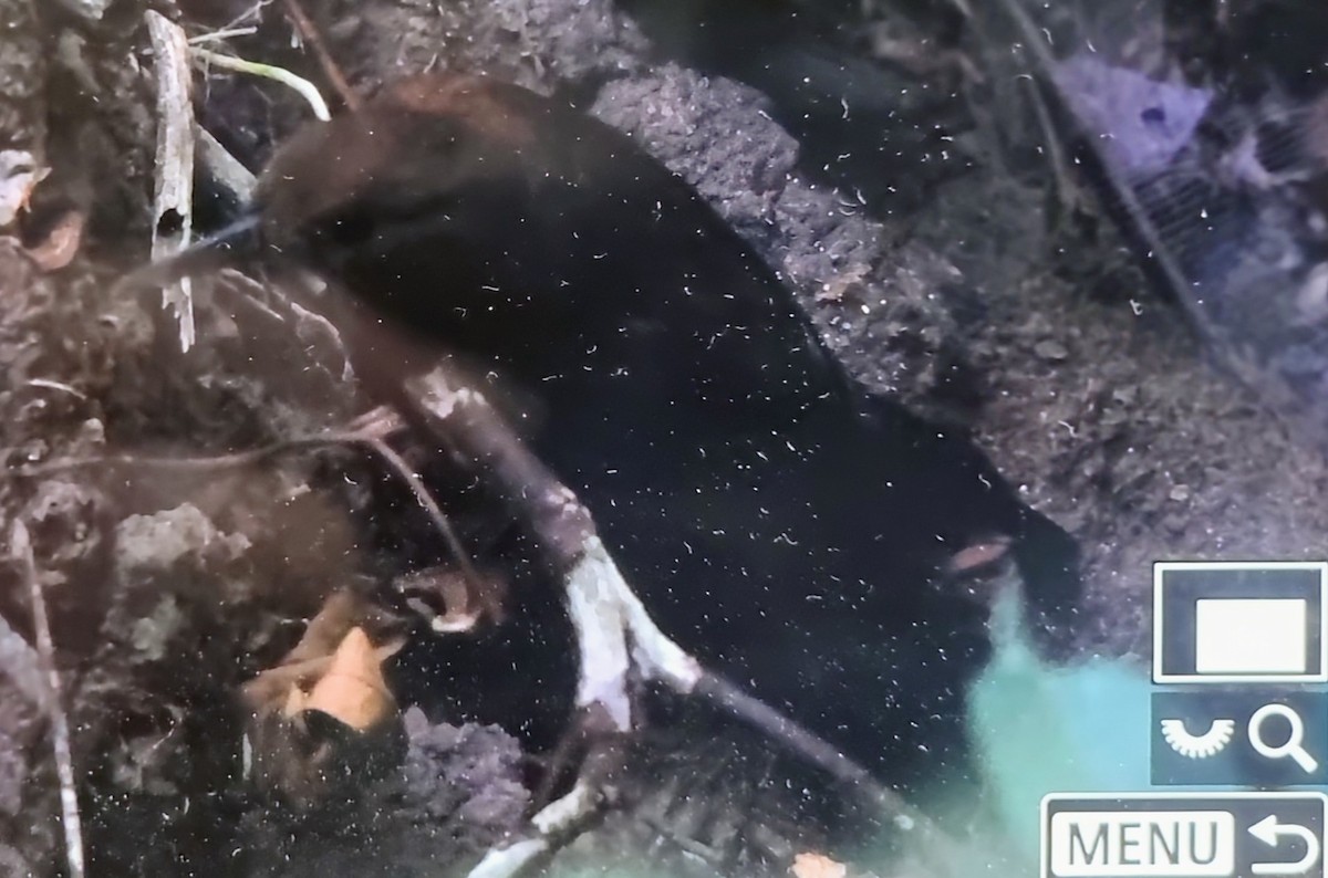 ノドジロヤブクグリ - ML652717326