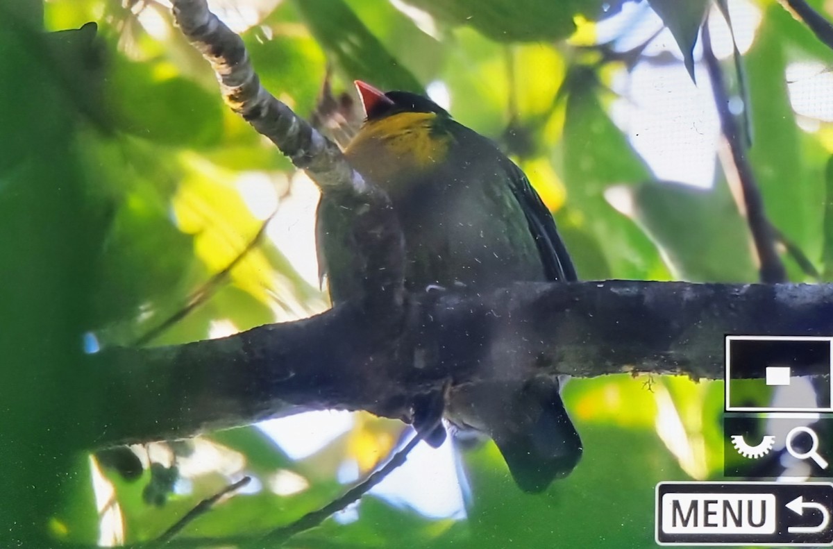 キムネミドリカザリドリ - ML652717334