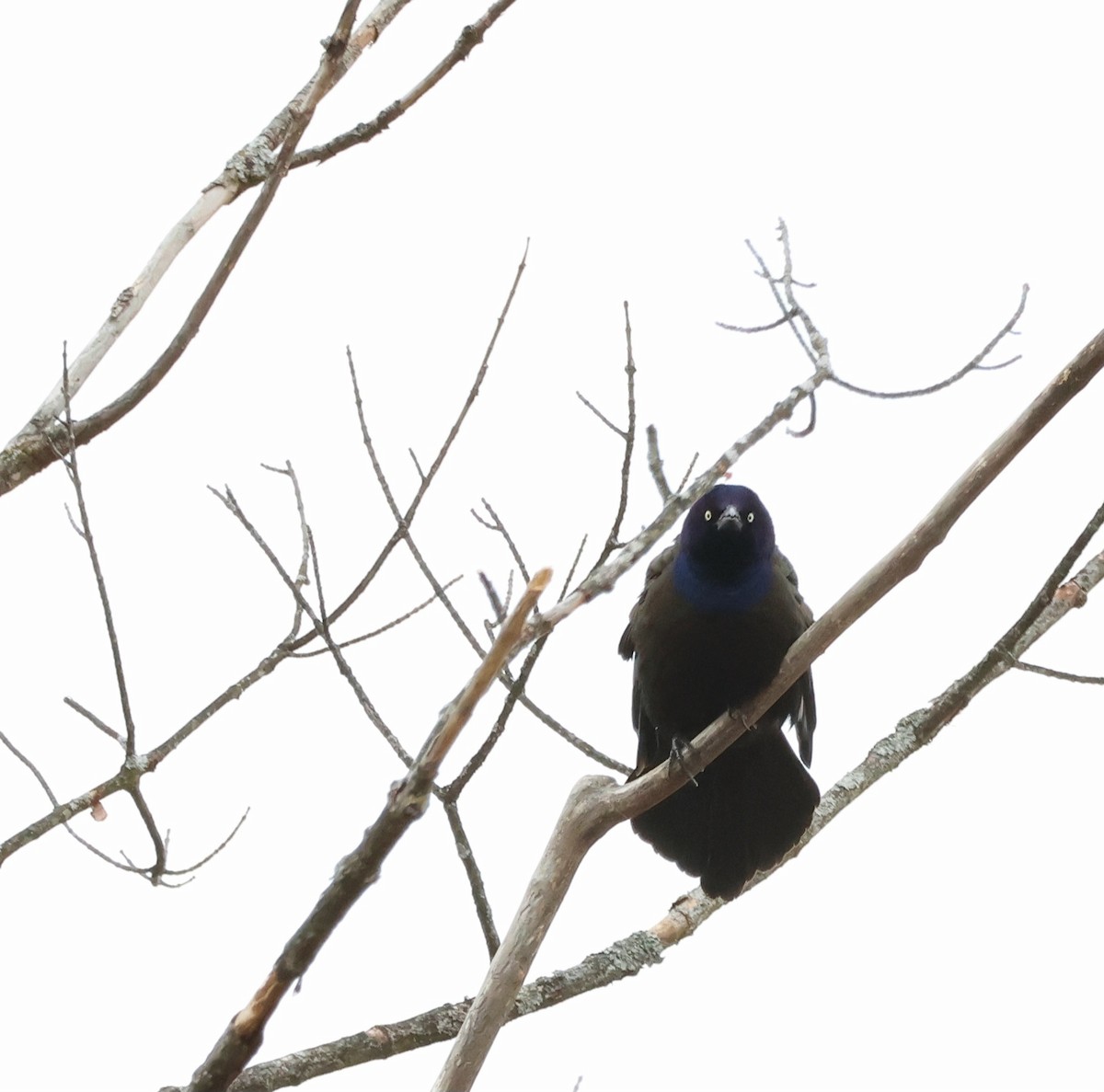 Common Grackle - ML652717343