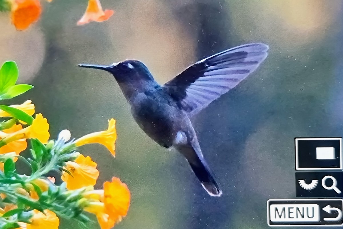 チャガシラハチドリ - ML652717377