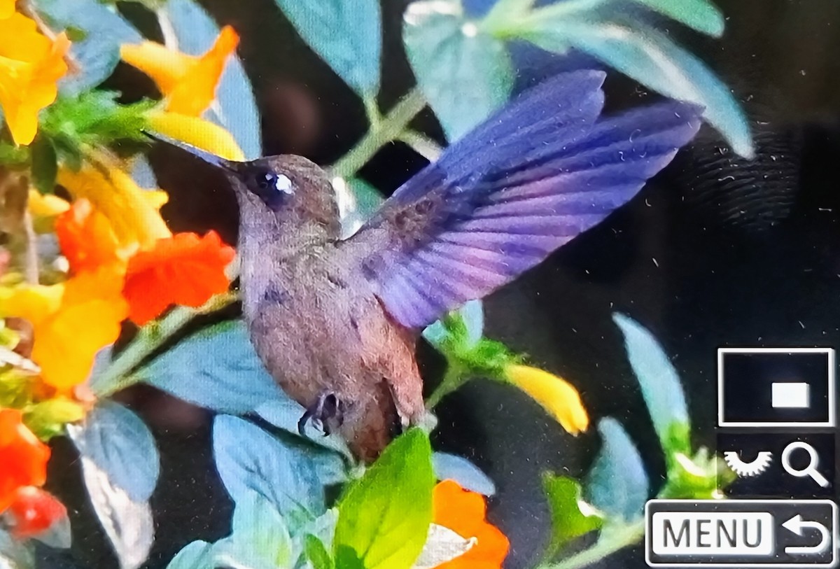 チャガシラハチドリ - ML652717385