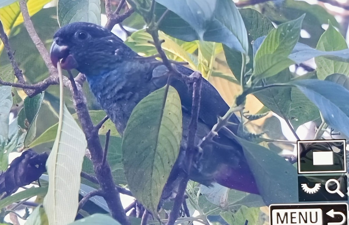 ヨゴレインコ - ML652717409