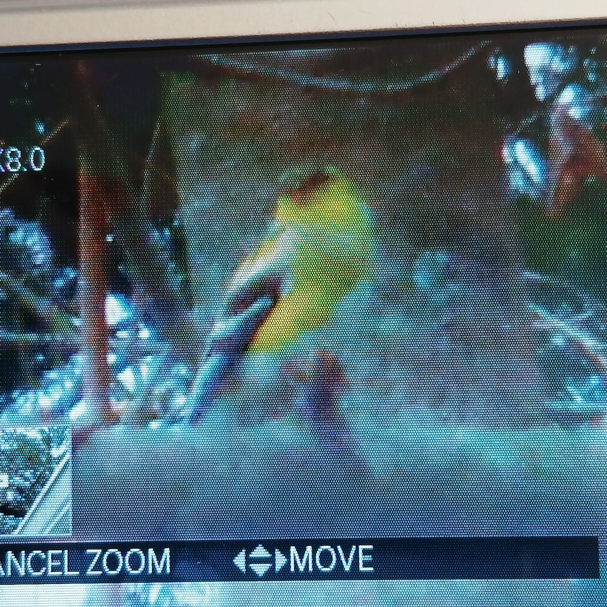 American Goldfinch - ML652717497