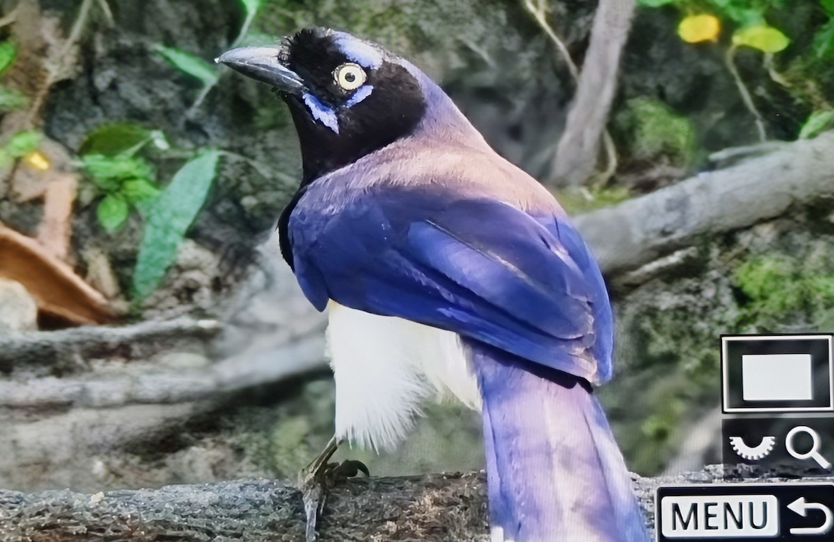 ムナグロルリサンジャク - ML652717499