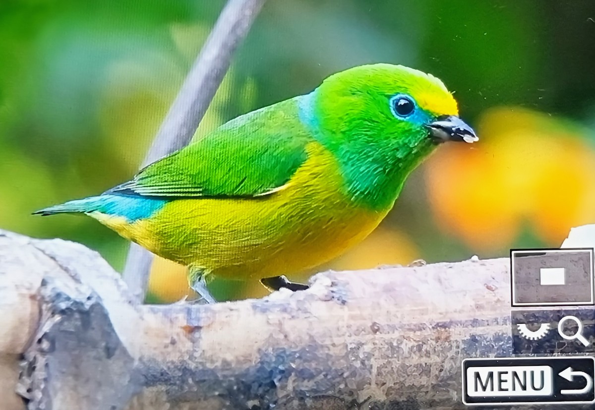 ミドリフウキンチョウ - ML652717510