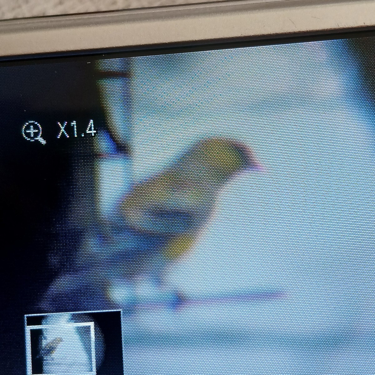 American Goldfinch - ML652717517