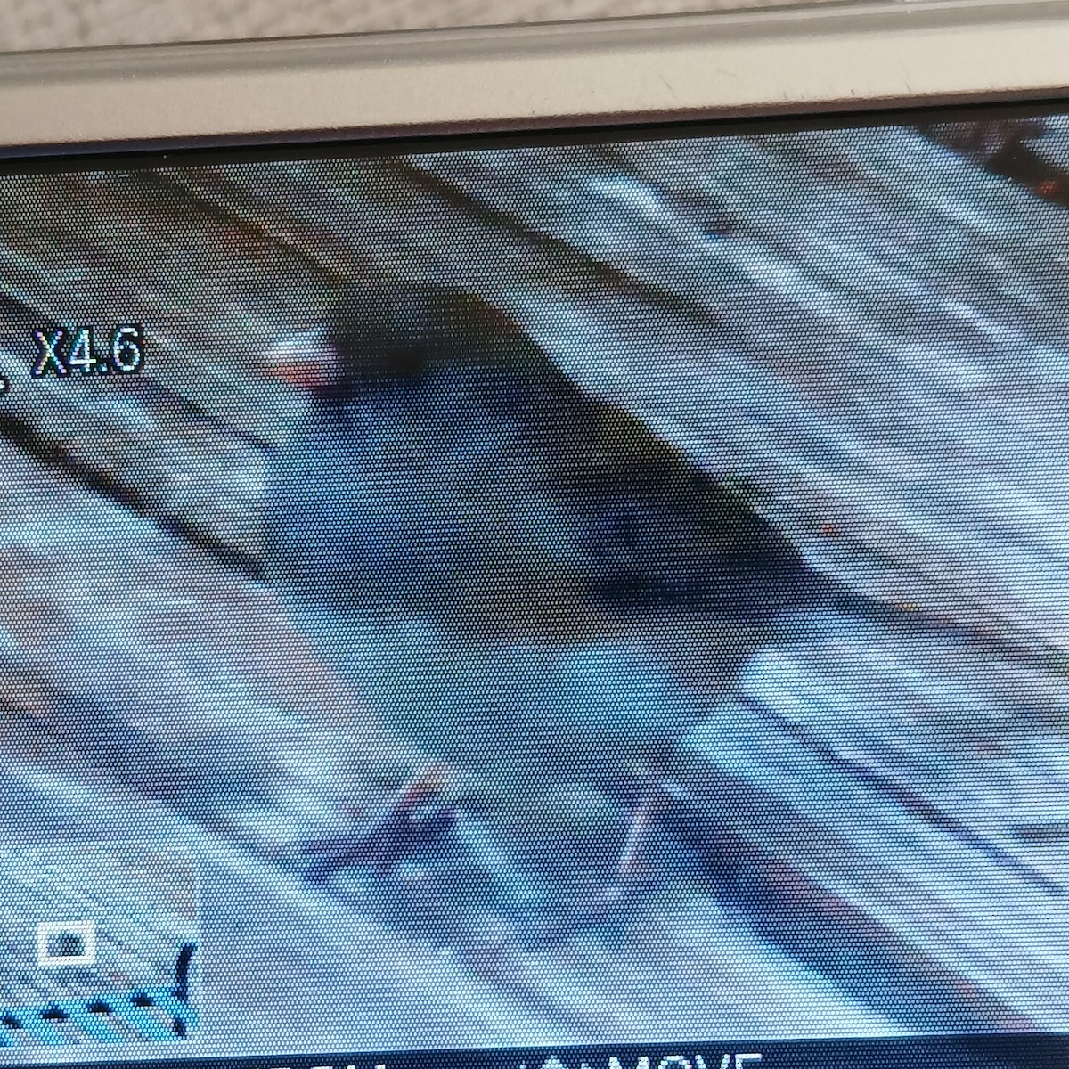 Dark-eyed Junco - ML652717546