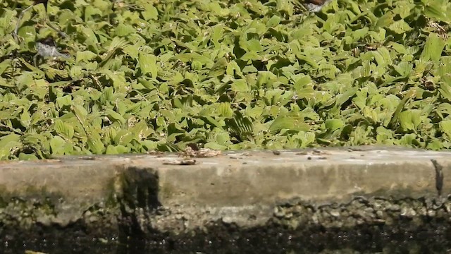 Wattled Jacana - ML652717578