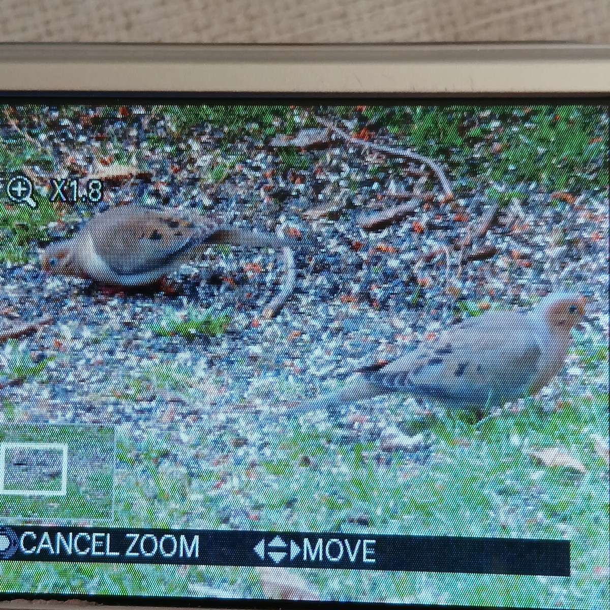 Mourning Dove - ML652717598