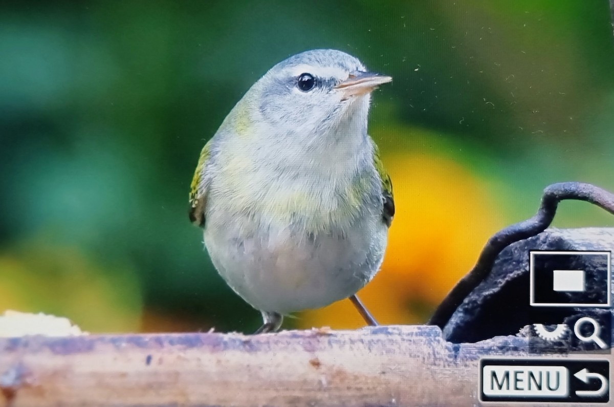 マミジロアメリカムシクイ - ML652717602