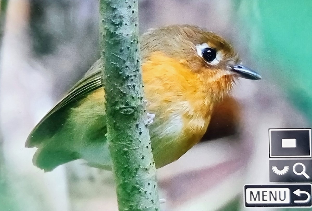 チャムネヒメジアリドリ（ferrugineipectus） - ML652717610