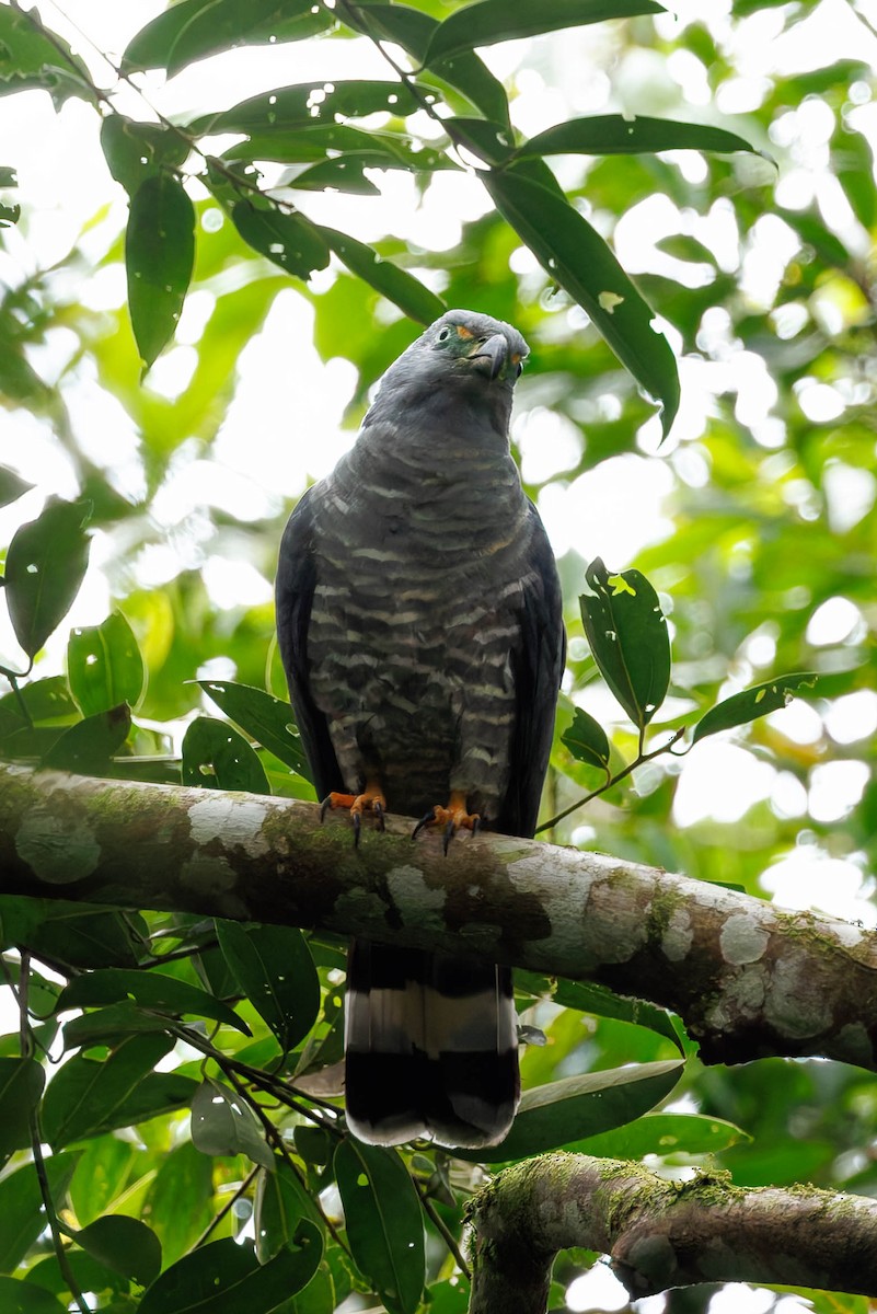 Langschnabelweih - ML652717618