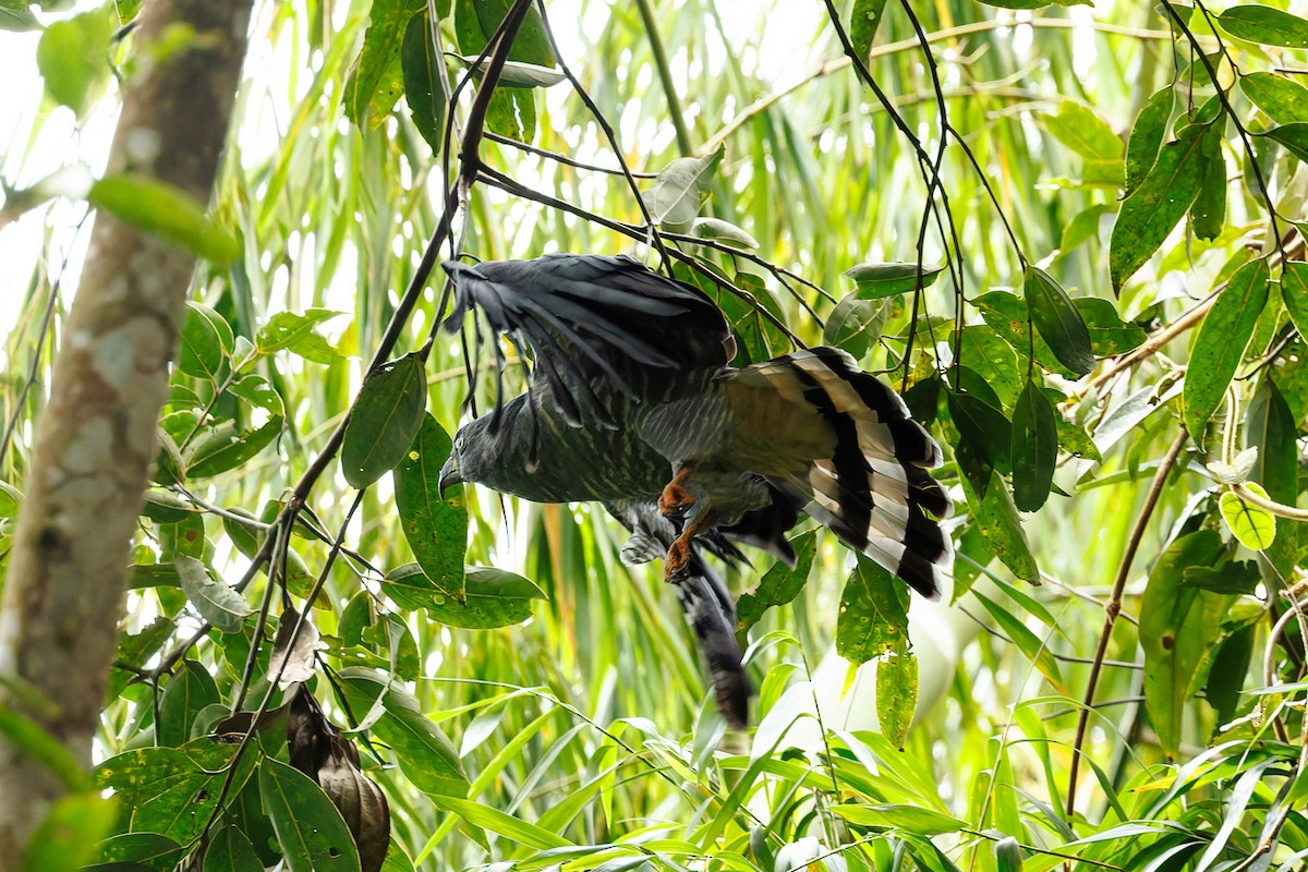 Langschnabelweih - ML652717619