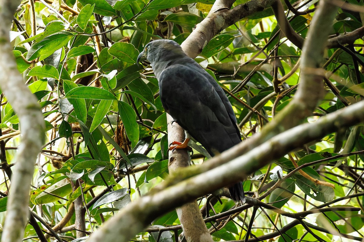 Langschnabelweih - ML652717620