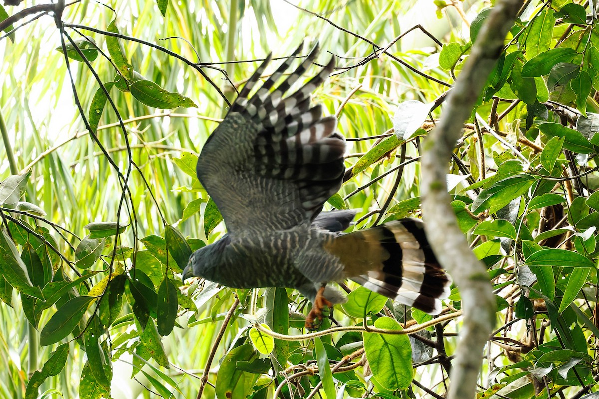 Langschnabelweih - ML652717621