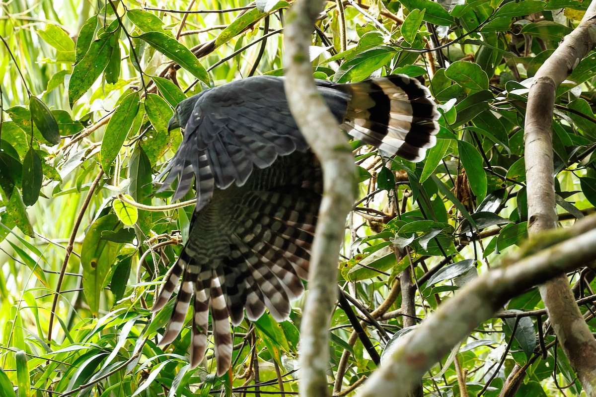 Langschnabelweih - ML652717622