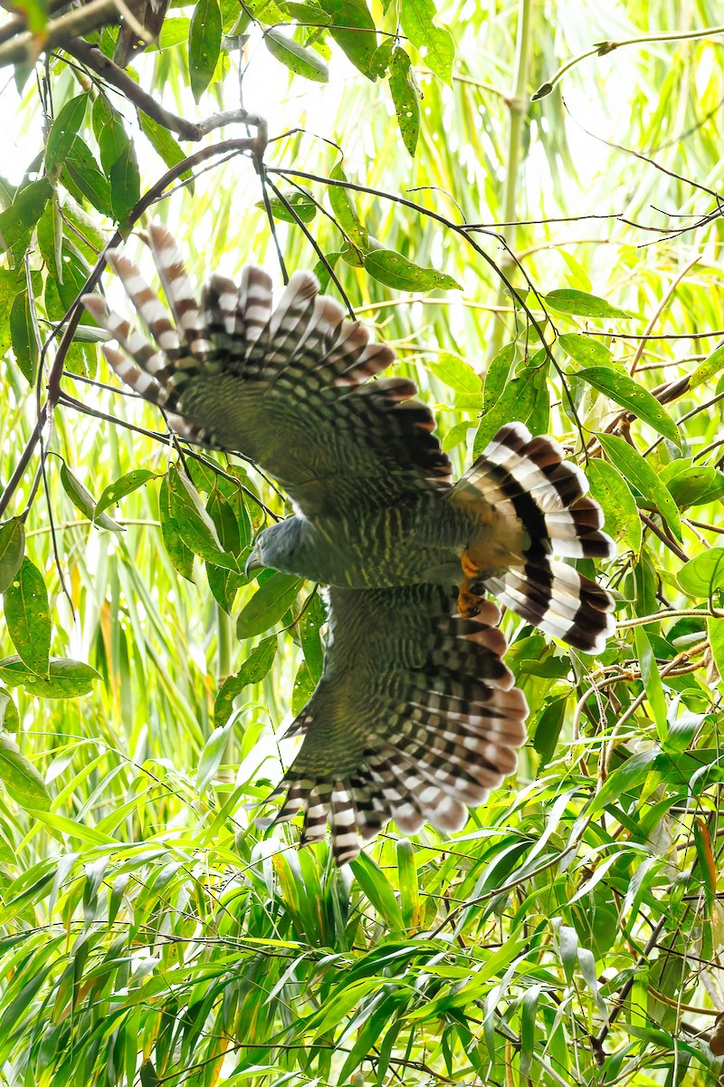 Langschnabelweih - ML652717623