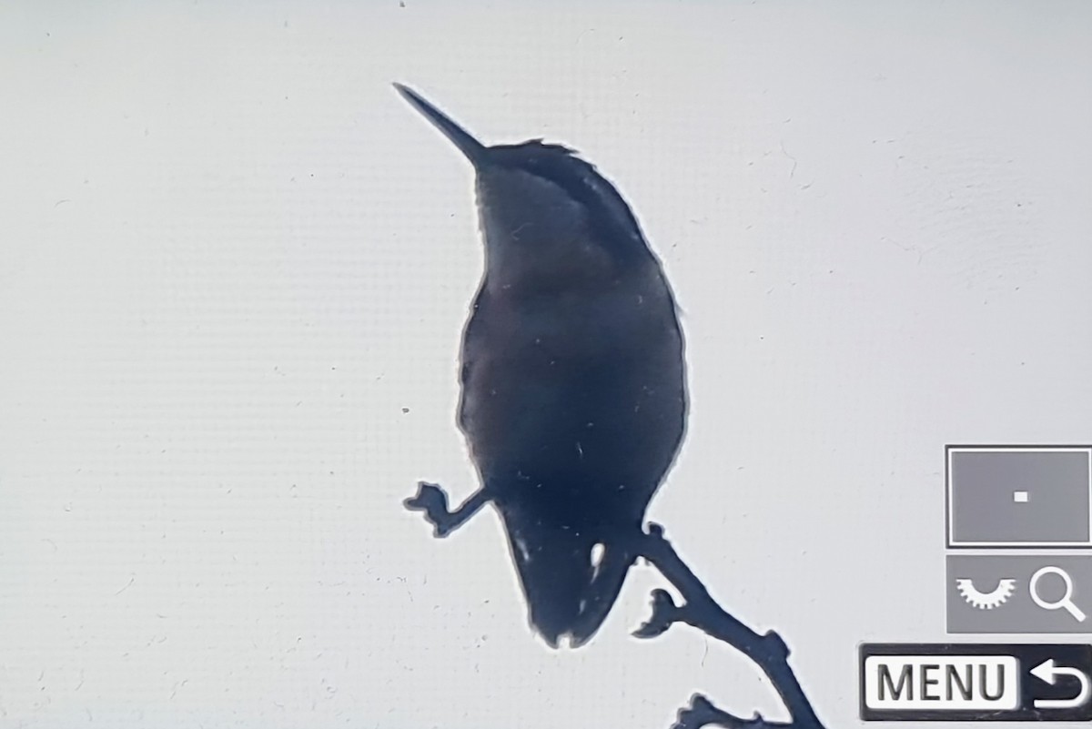 サンタマルタエリマキチビハチドリ - ML652717646