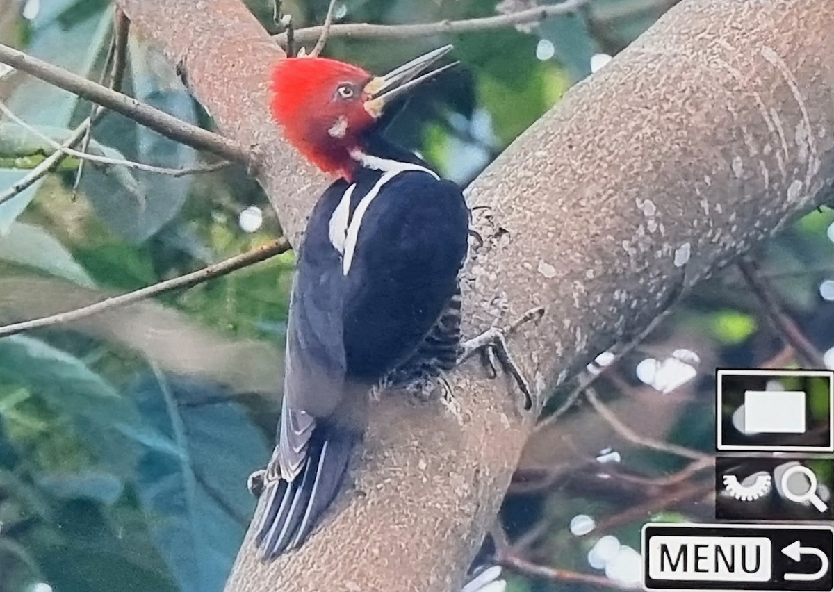 ハナジロエボシゲラ - ML652717648