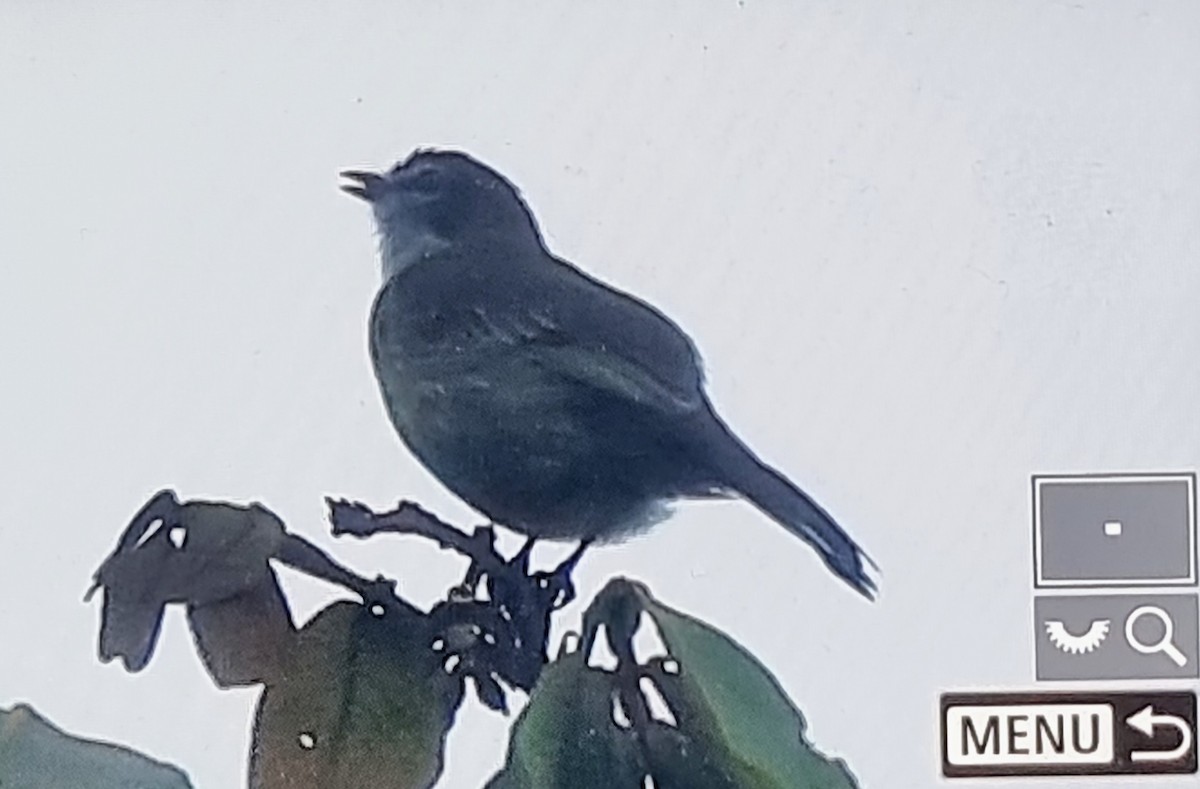 メガネコタイランチョウ - ML652717655