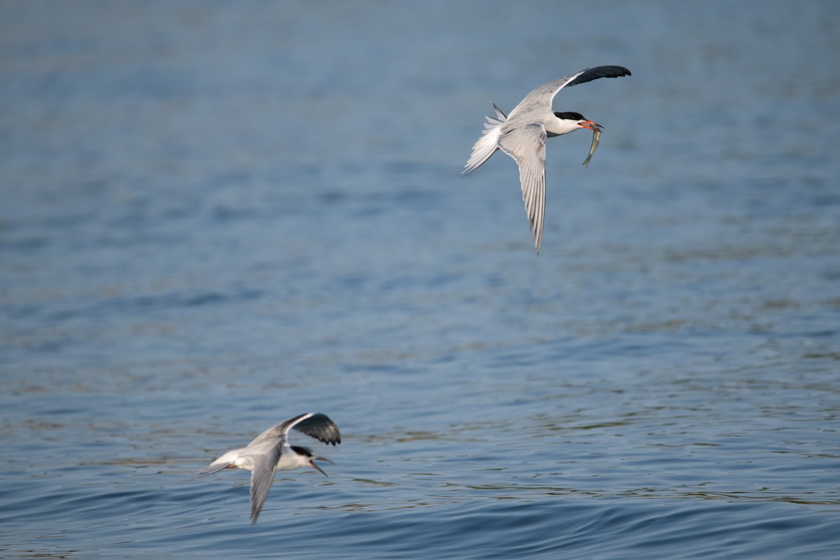 Common Tern (hirundo/tibetana) - ML652717776